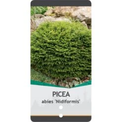 Fugleredegran 'Nidiformis' Picea Abies 'Nidiformis' (dværgform) Potte 3,0 Liter,- 30-40 Cm. -Siriu Planter Butik p1462 38807 image 0b7c
