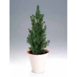Hvidgran Picea Glauca Potte 3,0 Liter,- 40-60 Cm. -Siriu Planter Butik p1464 1189 picea glauca 5770