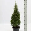 Hvidgran Picea Glauca Potte 3,0 Liter,- 40-60 Cm. -Siriu Planter Butik p1464 52612 picea glauca 62f2