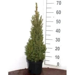 Hvidgran Picea Glauca Potte 3,0 Liter,- 40-60 Cm. -Siriu Planter Butik p1464 52613 picea glauca 3f33