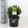 Hvidgran 'Alberta Globe' Picea Glauca 'Alberta Globe' (dværgform) Potte 3,0 Liter,- 20-25 Cm. 1 Hvidgran 'Alberta Globe' Picea Glauca 'Alberta Globe' (dværgform) Potte 3,0 Liter,- 20-25 Cm. -Siriu Planter Butik p1466 33451 picea glauca alberta globe ec6a