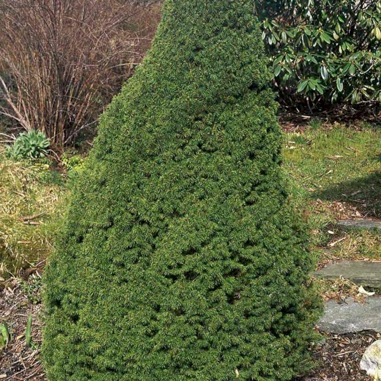 Sukkertopgran 'Conica' Picea Glauca 'Conica' (dværgform) Potte 3,0 Liter,- 60-70 Cm. 5 Sukkertopgran 'Conica' Picea Glauca 'Conica' (dværgform) Potte 3,0 Liter,- 60-70 Cm. - Billede 3