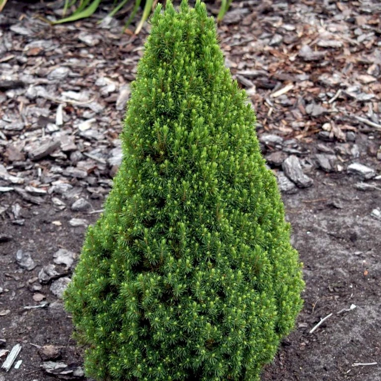 Sukkertopgran 'Conica' Picea Glauca 'Conica' (dværgform) Potte 3,0 Liter,- 60-70 Cm. 6 Sukkertopgran 'Conica' Picea Glauca 'Conica' (dværgform) Potte 3,0 Liter,- 60-70 Cm. - Billede 4