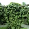 Tobakspibeplante Aristolochia Macrophylla Potte 5,0 Liter,- Opbundet 100-150 Cm. -Siriu Planter Butik p146 48506 aristolochia macrophylla a09f