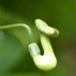 Tobakspibeplante Aristolochia Macrophylla Potte 5,0 Liter,- Opbundet 100-150 Cm. -Siriu Planter Butik p146 48507 aristolochia macrophylla f576