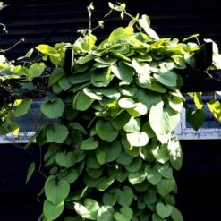 Tobakspibeplante Aristolochia Macrophylla Potte 5,0 Liter,- Opbundet 100-150 Cm. -Siriu Planter Butik p146 48508 aristolochia macrophylla 24cb