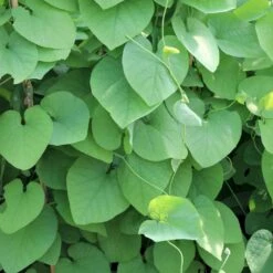 Tobakspibeplante Aristolochia Macrophylla Potte 5,0 Liter,- Opbundet 100-150 Cm. -Siriu Planter Butik p146 50532 aristolochia macrophylla a035