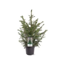 Serbisk Søjlegran Picea Omorika Potte 5,0 Liter,- 50-60 Cm. -Siriu Planter Butik p1470 39543 image 08aa