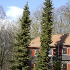 Serbisk Søjlegran Picea Omorika Potte 5,0 Liter,- 50-60 Cm. -Siriu Planter Butik p1470 52796 picea omorika 6cb3