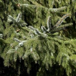 Serbisk Søjlegran Picea Omorika Potte 5,0 Liter,- 50-60 Cm. -Siriu Planter Butik p1470 52797 picea omorika c401