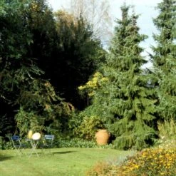 Serbisk Søjlegran Picea Omorika Potte 5,0 Liter,- 50-60 Cm. -Siriu Planter Butik p1470 52798 picea omorika 8840