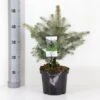 Blågran 'Glauca' Picea Pungens 'Glauca' Potte 3,0 Liter,- 30-40 Cm. -Siriu Planter Butik p1475 33460 picea pungens glauca 6a57