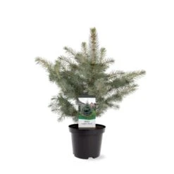 Blågran 'Glauca' Picea Pungens 'Glauca' Potte 3,0 Liter,- 30-40 Cm. -Siriu Planter Butik p1475 38812 image d2d0