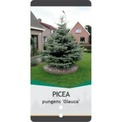 Blågran 'Glauca' Picea Pungens 'Glauca' Potte 3,0 Liter,- 30-40 Cm. -Siriu Planter Butik p1475 38813 image 16ea