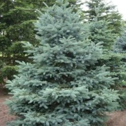 Blågran 'Glauca' Picea Pungens 'Glauca' Potte 3,0 Liter,- 30-40 Cm. -Siriu Planter Butik p1475 52799 picea pungens glauca fb75