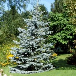 Blågran 'Glauca' Picea Pungens 'Glauca' Potte 3,0 Liter,- 30-40 Cm. -Siriu Planter Butik p1475 52800 picea pungens glauca 7f14