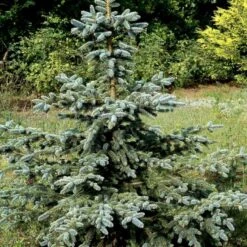 Blågran 'Glauca' Picea Pungens 'Glauca' Potte 3,0 Liter,- 30-40 Cm. -Siriu Planter Butik p1475 52801 picea pungens glauca 73d5