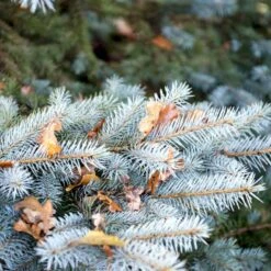 Blågran 'Glauca' Picea Pungens 'Glauca' Potte 3,0 Liter,- 30-40 Cm. -Siriu Planter Butik p1475 52802 picea pungens glauca 45b4