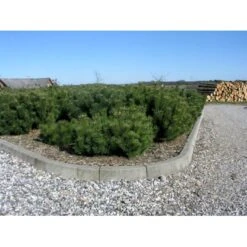 Bjergfyr 'Mughus' Pinus Mugo 'Mughus' Potte 7,5 Liter 40-60 Cm. -Siriu Planter Butik p1491 1215 pinus mugo var mughus f4a2