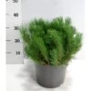 Bjergfyr 'Mughus' Pinus Mugo 'Mughus' Potte 7,5 Liter 40-60 Cm. -Siriu Planter Butik p1491 41612 pinus mugo mughus 5758