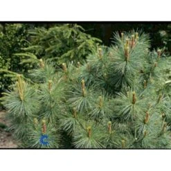 Penselfyr 'Glauca' Pinus Parviflora 'Glauca' Potte 3,0 Liter,- 40-60 Cm. -Siriu Planter Butik p1497 1221 pinus parviflora glauca 0c1b