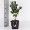 Penselfyr 'Glauca' Pinus Parviflora 'Glauca' Potte 3,0 Liter,- 40-60 Cm. -Siriu Planter Butik p1497 33464 pinus parviflora glauca dff7