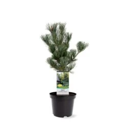 Penselfyr 'Glauca' Pinus Parviflora 'Glauca' Potte 3,0 Liter,- 40-60 Cm. -Siriu Planter Butik p1497 38818 image a009