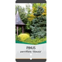 Penselfyr 'Glauca' Pinus Parviflora 'Glauca' Potte 3,0 Liter,- 40-60 Cm. -Siriu Planter Butik p1497 38819 image 3078