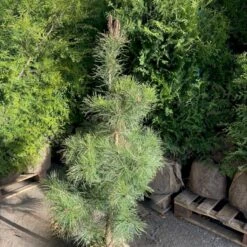 Skovfyr Pinus Sylvestris Med Klump,- 150-175 Cm. 10 Skovfyr Pinus Sylvestris Med Klump,- 150-175 Cm. -Siriu Planter Butik p1502 47707 pinus sylvestris 45d2