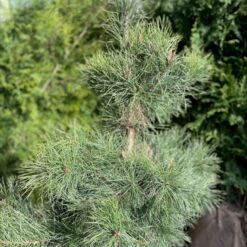 Skovfyr Pinus Sylvestris Med Klump,- 150-175 Cm. 11 Skovfyr Pinus Sylvestris Med Klump,- 150-175 Cm. -Siriu Planter Butik p1502 47708 pinus sylvestris 6cc9