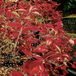 Storfrugtet Surbær Aronia Melanocarpa Solitær Busk 125-150 Cm., Med Klump -Siriu Planter Butik p150 54053 aronia melanocarpa 6a62