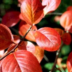 Storfrugtet Surbær Aronia Melanocarpa Solitær Busk 125-150 Cm., Med Klump -Siriu Planter Butik p150 54054 aronia melanocarpa 342a