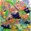 Surbær 'Norðîc® Aron' Aronia Melanocarpa 'Norðîc® Aron' 5 Liter Potte -Siriu Planter Butik p152 47305 aronia melanocarpa nordjic aron eb98