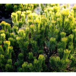 Bjergfyr 'Winter Gold' Pinus Mugo 'Winter Gold' (dværgform) Potte 2,0 Liter,- 15-20 Cm. -Siriu Planter Butik p17686 43674 pinus mugo winter gold dvaergform c47e