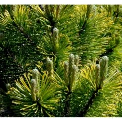 Bjergfyr 'Winter Gold' Pinus Mugo 'Winter Gold' (dværgform) Potte 2,0 Liter,- 15-20 Cm. -Siriu Planter Butik p17686 43675 pinus mugo winter gold dvaergform 30d3