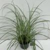 Elefantgræs 'Flamingo' Miscanthus 'Flamingo' 3,0 Liter Potte -Siriu Planter Butik p17848 34130 miscanthus sinen flamingo 38c1