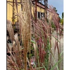 Elefantgræs 'Flamingo' Miscanthus 'Flamingo' 3,0 Liter Potte -Siriu Planter Butik p17848 38526 elefantgraes 1f2a