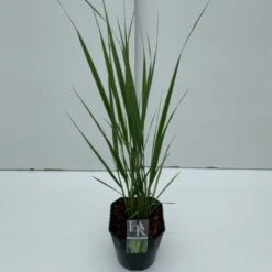 Rishirse Stålblå 'Northwind' Panicum Virgatum 'Northwind' 5 Liter Potte
