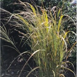 Rishirse Stålblå 'Northwind' Panicum Virgatum 'Northwind' 5 Liter Potte 12 Rishirse Stålblå 'Northwind' Panicum Virgatum 'Northwind' 5 Liter Potte -Siriu Planter Butik p17850 36572 panicum virgatum northwind b694