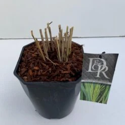 Rishirse Stålblå 'Northwind' Panicum Virgatum 'Northwind' 5 Liter Potte 11 Rishirse Stålblå 'Northwind' Panicum Virgatum 'Northwind' 5 Liter Potte -Siriu Planter Butik p17850 38211 image a5c7