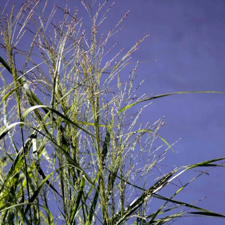 Rishirse Stålblå 'Northwind' Panicum Virgatum 'Northwind' 5 Liter Potte 7 Rishirse Stålblå 'Northwind' Panicum Virgatum 'Northwind' 5 Liter Potte - Billede 5