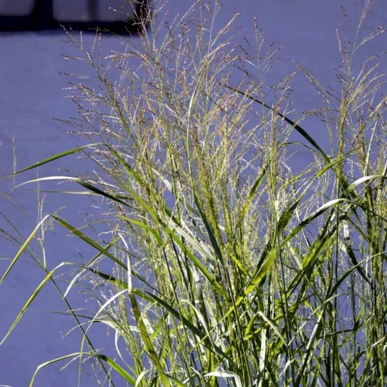 Rishirse Stålblå 'Northwind' Panicum Virgatum 'Northwind' 5 Liter Potte 8 Rishirse Stålblå 'Northwind' Panicum Virgatum 'Northwind' 5 Liter Potte - Billede 6