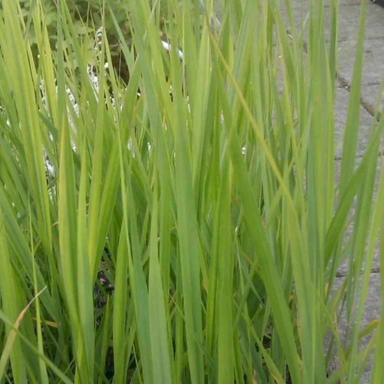 Rishirse Stålblå 'Northwind' Panicum Virgatum 'Northwind' 5 Liter Potte 9 Rishirse Stålblå 'Northwind' Panicum Virgatum 'Northwind' 5 Liter Potte - Billede 7