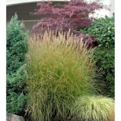 Smalbladet Elefantgræs 'Graziella' Miscanthus Sinensis 'Graziella' 3,0 Liter Potte -Siriu Planter Butik p17851 38532 miscanthus sinensis graziella 2238