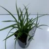 Star 'Irish Green' Carex Morrowii 'Irish Green' 1 Liter Potte -Siriu Planter Butik p17856 34088 carex morrowii irish green 8a06