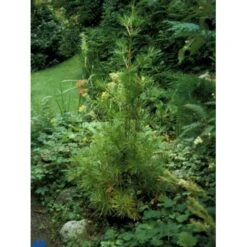 Parasoltræ Sciadopitys Verticillata Potte 3,0 Liter,- 25-30 Cm. 13 Parasoltræ Sciadopitys Verticillata Potte 3,0 Liter,- 25-30 Cm. -Siriu Planter Butik p1854 1458 sciadopitys verticillata 8f20