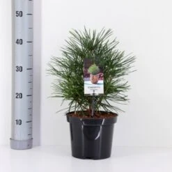 Parasoltræ Sciadopitys Verticillata Potte 3,0 Liter,- 25-30 Cm.