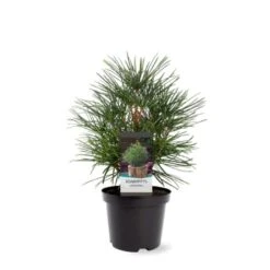 Parasoltræ Sciadopitys Verticillata Potte 3,0 Liter,- 25-30 Cm. 11 Parasoltræ Sciadopitys Verticillata Potte 3,0 Liter,- 25-30 Cm. -Siriu Planter Butik p1854 38828 image 9106