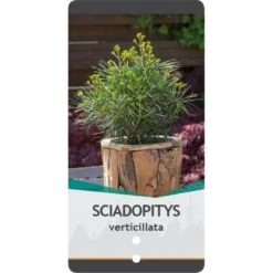 Parasoltræ Sciadopitys Verticillata Potte 3,0 Liter,- 25-30 Cm. 12 Parasoltræ Sciadopitys Verticillata Potte 3,0 Liter,- 25-30 Cm. -Siriu Planter Butik p1854 38829 image 5ddb