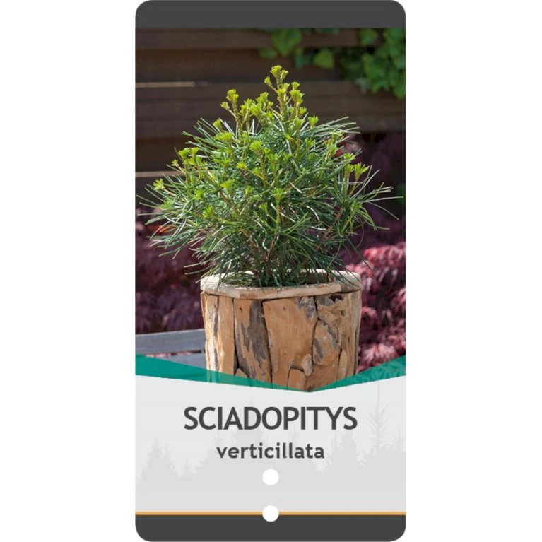 Parasoltræ Sciadopitys Verticillata Potte 3,0 Liter,- 25-30 Cm. 6 Parasoltræ Sciadopitys Verticillata Potte 3,0 Liter,- 25-30 Cm. - Billede 4